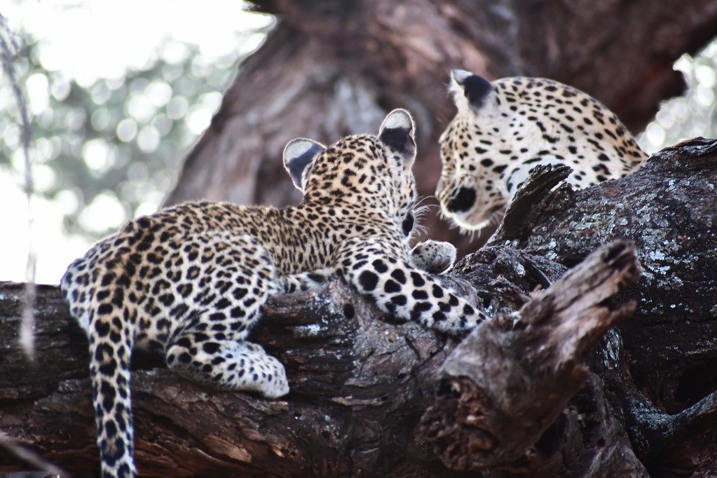 Buffalo Springs Nat. Reserve
